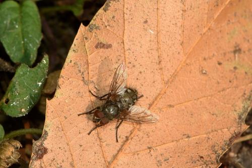 Pollenia sp.